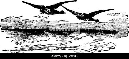 . Angeln und Schießen entlang der Linien von der Canadian Pacific Railway in den Provinzen Ontario, Quebec, British Columbia, die Wiesen und Berge der westlichen Kanada, das Maritime Provinzen ist der Bundesstaat Maine und in Neufundland [microform]. Angeln; Jagd; Pêche sportive; Chasse. 19. Bitte beachten Sie, dass diese Bilder sind von der gescannten Seite Bilder, die digital für die Lesbarkeit verbessert haben mögen - Färbung und Aussehen dieser Abbildungen können nicht perfekt dem Original ähneln. extrahiert. Canadian Pacific Railway Company. Montreal: C. S. R. Stockfoto