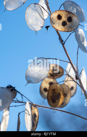 Lunaria annua. Ehrlichkeit Blume Samenkapseln im Winter vor einem blauen Himmel. Großbritannien Stockfoto