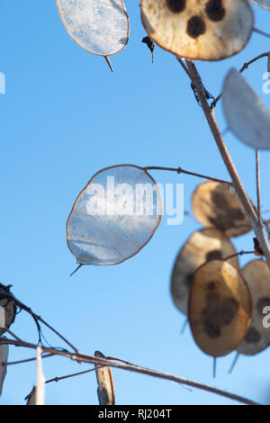 Lunaria annua. Ehrlichkeit Blume Samenkapseln im Winter vor einem blauen Himmel. Großbritannien Stockfoto