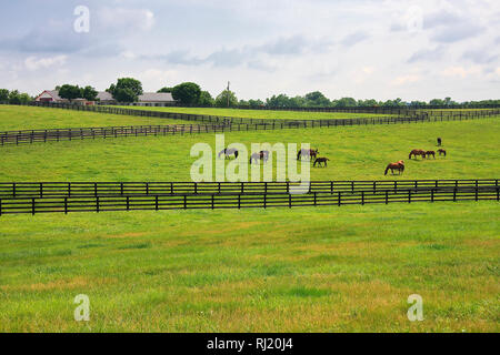 Horse Farm in der Nähe von Kentucky Stockfoto