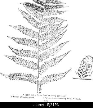 . Wie man weiß, die Farne [microform]: Ein Führer zu den Namen, spukt, und Gewohnheiten unserer gemeinsamen Farne. Farne; Fougères. Platte XVI Wenn. Bitte beachten Sie, dass diese Bilder sind von der gescannten Seite Bilder, die digital für die Lesbarkeit verbessert haben mögen - Färbung und Aussehen dieser Abbildungen können nicht perfekt dem Original ähneln. extrahiert. Dana, William Starr, Frau, 1861-1952. Toronto: Verlage Syndicate Stockfoto