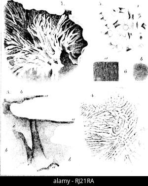 . Über die Geschichte der Eozoön Canadense [microform]. Paläontologie; Foraminiferen; Paléontologie; Foraminifères. 4. ,1:.Si EOZOON CANA^!^: NSE riAWSON. Bitte beachten Sie, dass diese Bilder sind von der gescannten Seite Bilder, die digital für die Lesbarkeit verbessert haben mögen - Färbung und Aussehen dieser Abbildungen können nicht perfekt dem Original ähneln. extrahiert. Logan, W.E. (William Edmond), Sir, 1798-1875. Montreal: [s. n. ] Stockfoto