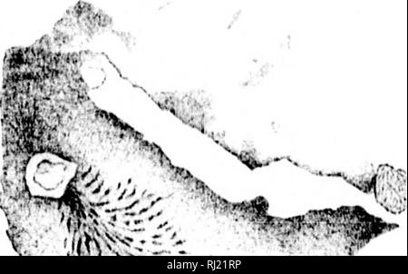 . Über die Geschichte der EozoÃ¶ n Canadense [microform]. Paläontologie; Foraminiferen; © Ontologie; ForaminifÃ PalÃ¨res. hiiii 1 - "f-I I- (', iii, i (li; iii." iliir; ich! Isl-Api 'Il, ImIi.). S. I-y LH), â Â Â Â Â Â Â:^;" ^.^^;^' ----- ^^ â¢''4''w^^ f/f^G "Ich^|&amp;-------. Bitte beachten Sie, dass diese Bilder sind von der gescannten Seite Bilder, die digital für die Lesbarkeit verbessert haben mögen - Färbung und Aussehen dieser Abbildungen können nicht perfekt dem Original ähneln. extrahiert. Logan, W.E. (William Edmond), Sir, 1798-1875. Montreal: [s. n. ] Stockfoto