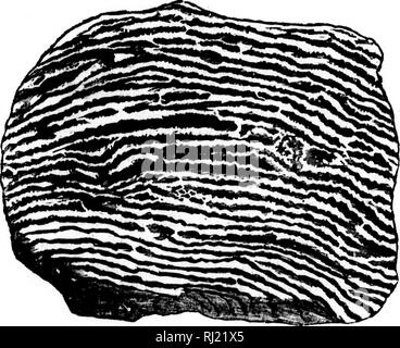 . Über die Geschichte der Eozoön Canadense [microform]. Paläontologie; Foraminiferen; Paléontologie; Foraminifères. 11 Ziele von Ross und von Smith und Beck, und auch mit guten französischen Ziele.. 1. Verwitterte Muster Eozobn Canadense vom Calumet, der natürlichen Größe. Der Austausch Silikat ist weiß Pyroxen.. Bitte beachten Sie, dass diese Bilder sind von der gescannten Seite Bilder, die digital für die Lesbarkeit verbessert haben mögen - Färbung und Aussehen dieser Abbildungen können nicht perfekt dem Original ähneln. extrahiert. Logan, W.E. (William Edmond), Sir, 1798-1875. Montreal: Stockfoto