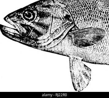 . Amerikanische Fische [microform]: Eine populäre Abhandlung über das Spiel und das Essen Fische in Nordamerika, mit besonderer Bezugnahme auf die Gewohnheiten und die Methoden der Erfassung. Fische; Angeln; Poissons; Pêche sportive. . Bitte beachten Sie, dass diese Bilder sind von der gescannten Seite Bilder, die digital für die Lesbarkeit verbessert haben mögen - Färbung und Aussehen dieser Abbildungen können nicht perfekt dem Original ähneln. extrahiert. Goode, G. Brown (George Brown), 1851-1896. Boston: Estes und Lauriat Stockfoto