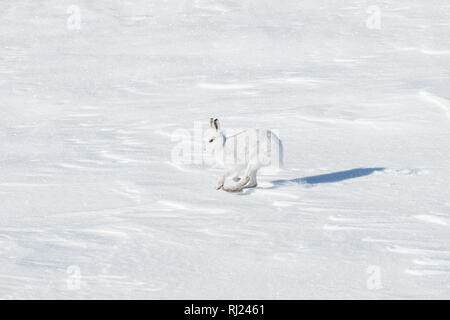 Schneehase über Schnee im Cairngorms, Schottland, Großbritannien Stockfoto