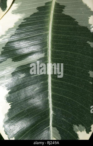 Gummi Abb. (Ficus elastische) Blatt Stockfoto