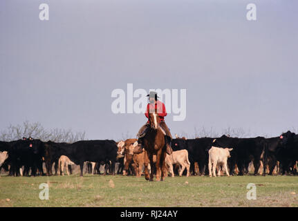 Arbeiten Cowboy auf einer Texas Ranch in der Nähe von Clarendon Texas Sammeln Rinder vor Branding Kälber ca. 1999 Stockfoto