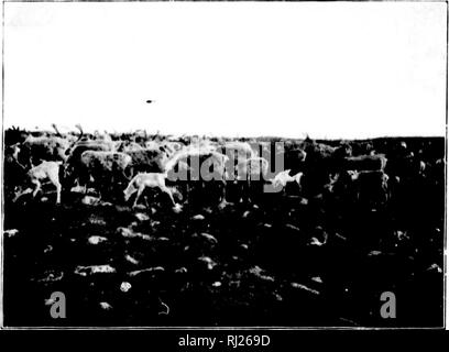 . Auf der Doobaunt, Kazan und Ferguson Flüsse und die nordwestliche Küste der Hudson Bay [microform] Bericht: und auf zwei landwege von der Hudson Bay zum Lake Winnipeg. Inuit Sprache; Chipewyan Sprache; Botanik; Zoologie; Geologie; Inuit (langue); Chipewyan (langue); Botanique; Zoologie; Géologie. ". Inh-MK ist.' Ich;!.. Bitte beachten Sie, dass diese Bilder sind von der gescannten Seite Bilder, die digital für die Lesbarkeit verbessert haben mögen - Färbung und Aussehen dieser Abbildungen können nicht perfekt dem Original ähneln. extrahiert. Tyrrell, J. B. (Joseph Grat), 1858-1957; tion. Ottawa: S.E.D Stockfoto