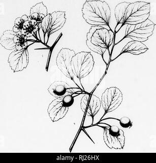 . Die Silva von Nordamerika [microform]: Eine Beschreibung der Baum, natürlich in Nordamerika exklusive von Mexiko wächst. Bäume; Bäume; Arbres; Arbres. Silva von Nordamerika. Registerkarte "DCXCIV.. Bitte beachten Sie, dass diese Bilder sind von der gescannten Seite Bilder, die digital für die Lesbarkeit verbessert haben mögen - Färbung und Aussehen dieser Abbildungen können nicht perfekt dem Original ähneln. extrahiert. Sargent, Charles Sprague, 1841-1897; Faxon, Charles Edward, 1846-1918. Boston; New York: Houghton Mifflin, Stockfoto