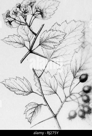 . Die Silva von Nordamerika [microform]: Eine Beschreibung der Baum, natürlich in Nordamerika exklusive von Mexiko wächst. Bäume; Bäume; Arbres; Arbres. Silva von Norden Bin" Nr, • i^i Iy^'"', -'. Bitte beachten Sie, dass diese Bilder sind von der gescannten Seite Bilder, die digital für die Lesbarkeit verbessert haben mögen - Färbung und Aussehen dieser Abbildungen können nicht perfekt dem Original ähneln. extrahiert. Sargent, Charles Sprague, 1841-1897; Faxon, Charles Edward, 1846-1918. Boston; New York: Houghton Mifflin, Stockfoto