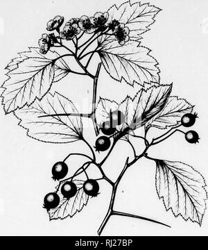 . Die Silva von Nordamerika [microform]: Eine Beschreibung der Baum, natürlich in Nordamerika exklusive von Mexiko wächst. Bäume; Bäume; Arbres; Arbres. Silva von Nordamerika. Registerkarte. DCLXXVm. Bitte beachten Sie, dass diese Bilder sind von der gescannten Seite Bilder, die digital für die Lesbarkeit verbessert haben mögen - Färbung und Aussehen dieser Abbildungen können nicht perfekt dem Original ähneln. extrahiert. Sargent, Charles Sprague, 1841-1897; Faxon, Charles Edward, 1846-1918. Boston; New York: Houghton Mifflin, Stockfoto
