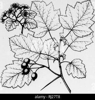 . Die Silva von Nordamerika [microform]: Eine Beschreibung der Baum, natürlich in Nordamerika exklusive von Mexiko wächst. Bäume; Bäume; Arbres; Arbres. Silva von North Amenca. Registerkarte. DCLXVll.. Bitte beachten Sie, dass diese Bilder sind von der gescannten Seite Bilder, die digital für die Lesbarkeit verbessert haben mögen - Färbung und Aussehen dieser Abbildungen können nicht perfekt dem Original ähneln. extrahiert. Sargent, Charles Sprague, 1841-1897; Faxon, Charles Edward, 1846-1918. Boston; New York: Houghton Mifflin, Stockfoto
