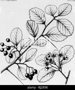 . Die Silva von Nordamerika [microform]: Eine Beschreibung der Baum, natürlich in Nordamerika exklusive von Mexiko wächst. Bäume; Bäume; Arbres; Arbres. Virgiiiiu*H. Silva von Nordamerika. Bitte beachten Sie, dass diese Bilder sind von der gescannten Seite Bilder, die digital für die Lesbarkeit verbessert haben mögen - Färbung und Aussehen dieser Abbildungen können nicht perfekt dem Original ähneln. extrahiert. Sargent, Charles Sprague, 1841-1897; Faxon, Charles Edward, 1846-1918. Boston; New York: Houghton Mifflin, Stockfoto