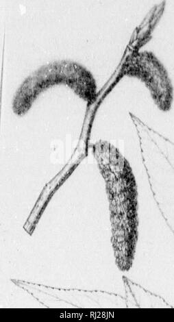 . Die Silva von Nordamerika [microform]: Eine Beschreibung der Baum, natürlich in Nordamerika exklusive von Mexiko wächst. Bäume; Bäume; Dicotyledons; Arbres; Arbres; Dicotylédones. Silva. Bitte beachten Sie, dass diese Bilder sind von der gescannten Seite Bilder, die digital für die Lesbarkeit verbessert haben mögen - Färbung und Aussehen dieser Abbildungen können nicht perfekt dem Original ähneln. extrahiert. Sargent, Charles Sprague, 1841-1897; Faxon, Charles Edward, 1846-1918. Boston; New York: Houghton Mifflin, Stockfoto