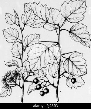 . Die Silva von Nordamerika [microform]: Eine Beschreibung der Baum, natürlich in Nordamerika exklusive von Mexiko wächst. Bäume; Bäume; Arbres; Arbres. Silva von Nordamerika. Registerkarte. DCXLIX.. ich 'I. Bitte beachten Sie, dass diese Bilder sind von der gescannten Seite Bilder, die digital für die Lesbarkeit verbessert haben mögen - Färbung und Aussehen dieser Abbildungen können nicht perfekt dem Original ähneln. extrahiert. Sargent, Charles Sprague, 1841-1897; Faxon, Charles Edward, 1846-1918. Boston; New York: Houghton Mifflin, Stockfoto
