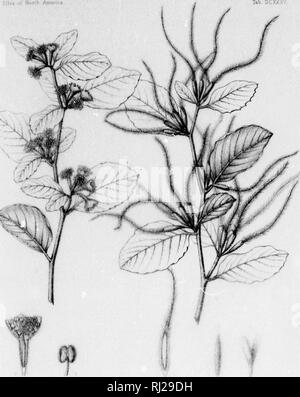 . Die Silva von Nordamerika [microform]: Eine Beschreibung der Baum, natürlich in Nordamerika exklusive von Mexiko wächst. Bäume; Bäume; Arbres; Arbres. . Bitte beachten Sie, dass diese Bilder sind von der gescannten Seite Bilder, die digital für die Lesbarkeit verbessert haben mögen - Färbung und Aussehen dieser Abbildungen können nicht perfekt dem Original ähneln. extrahiert. Sargent, Charles Sprague, 1841-1897; Faxon, Charles Edward, 1846-1918. Boston; New York: Houghton Mifflin, Stockfoto