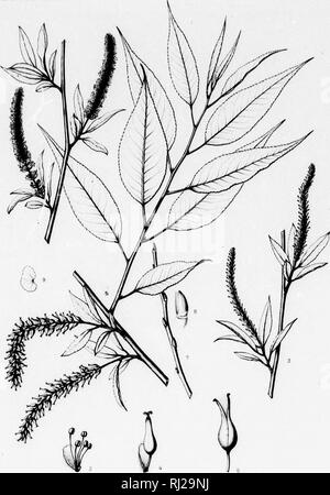 . Die Silva von Nordamerika [microform]: Eine Beschreibung der Baum, natürlich in Nordamerika exklusive von Mexiko wächst. Bäume; Bäume; Dicotyledons; Arbres; Arbres; Dicotylédones. MAUOArrJK. Silva von Nordamerika". CCCCLXVll. ns iminerouf) avity von Tho. ", ^, durch. '('. E. in der Ffi. rtm tle ^.. Loveniiiii so. SALIX AMYGDALOIDES, Anders. Eine fiuiff r-U.r (iirt'o-(Imp. J. Tanf^ tr^ Parit. Bitte beachten Sie, dass diese Bilder aus gescannten Seite Bilder, die digital für die Lesbarkeit verbessert haben mögen - Färbung und Aussehen dieser Abbildungen können nicht genau mit dem Original ähneln extrahiert werden Stockfoto