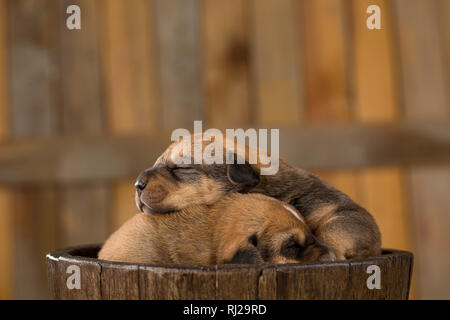Zwei kleine Welpen in einem Korb Stockfoto