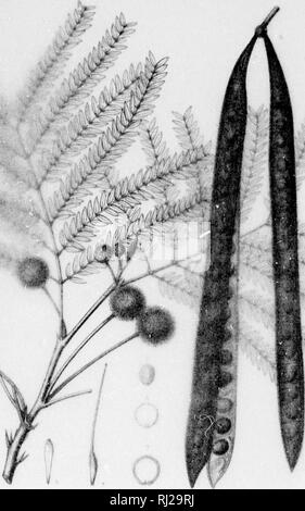 . Die Silva von Nordamerika [microform]: Eine Beschreibung der Baum, natürlich in Nordamerika exklusive von Mexiko wächst. Bäume; Bäume; Arbres; Arbres. . Bitte beachten Sie, dass diese Bilder sind von der gescannten Seite Bilder, die digital für die Lesbarkeit verbessert haben mögen - Färbung und Aussehen dieser Abbildungen können nicht perfekt dem Original ähneln. extrahiert. Sargent, Charles Sprague, 1841-1897; Faxon, Charles Edward, 1846-1918. Boston; New York: Houghton Mifflin, Stockfoto