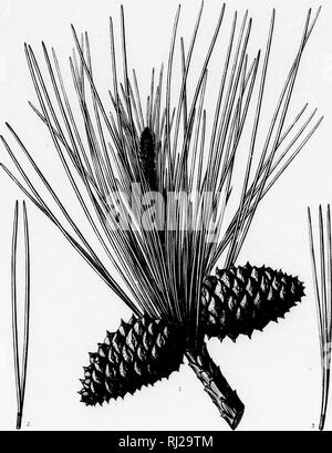 . Die Silva von Nordamerika [microform]: Eine Beschreibung der Baum, natürlich in Nordamerika exklusive von Mexiko wächst. Bäume; Bäume; Gymnosperms; Nadelbäumen; Arbres; Arbres; Gymnospermes; ConifÃ¨res. Silva von Nordamerika Tab.. DLXIV.. C KFnavn, M. Hiiput ^.. . -&Gt;. PINUS PONDEROSA. var SCOPULORUM, EnSclm eine Niocreo. r Jtrp ^-^ Intp.^/. TiUii' ich,.. Bitte beachten Sie, dass diese Bilder sind von der gescannten Seite Bilder, die digital für die Lesbarkeit verbessert haben mögen - Färbung und Aussehen dieser Abbildungen können nicht perfekt dem Original ähneln. extrahiert. Sargent, Charles Spragu Stockfoto