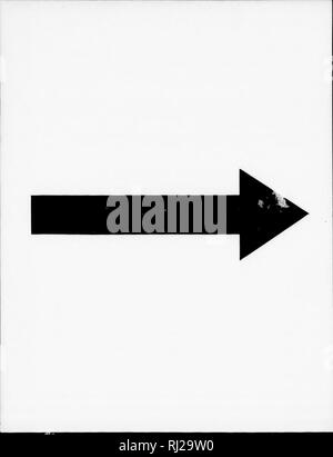 . Die Silva von Nordamerika [microform]: Eine Beschreibung der Baum, natürlich in Nordamerika exklusive von Mexiko wächst. Bäume; Bäume; Arbres; Arbres. . Bitte beachten Sie, dass diese Bilder sind von der gescannten Seite Bilder, die digital für die Lesbarkeit verbessert haben mögen - Färbung und Aussehen dieser Abbildungen können nicht perfekt dem Original ähneln. extrahiert. Sargent, Charles Sprague, 1841-1897; Faxon, Charles Edward, 1846-1918. Boston; New York: Houghton Mifflin, Stockfoto