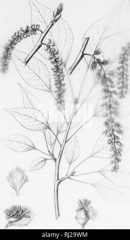 . Die Silva von Nordamerika [microform]: Eine Beschreibung der Baum, natürlich in Nordamerika exklusive von Mexiko wächst. Bäume; Bäume; Arbres; Arbres. . Bitte beachten Sie, dass diese Bilder sind von der gescannten Seite Bilder, die digital für die Lesbarkeit verbessert haben mögen - Färbung und Aussehen dieser Abbildungen können nicht perfekt dem Original ähneln. extrahiert. Sargent, Charles Sprague, 1841-1897; Faxon, Charles Edward, 1846-1918. Boston; New York: Houghton Mifflin, Stockfoto