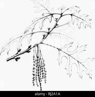 . Die Silva von Nordamerika [microform]: Eine Beschreibung der Baum, natürlich in Nordamerika exklusive von Mexiko wächst. Bäume; Bäume; Dicotyledons; Arbres; Arbres; Dicotylédones. Silva ol Nordamerika. uxu^o^ rcxii. Bitte beachten Sie, dass diese Bilder sind von der gescannten Seite Bilder, die digital für die Lesbarkeit verbessert haben mögen - Färbung und Aussehen dieser Abbildungen können nicht perfekt dem Original ähneln. extrahiert. Sargent, Charles Sprague, 1841-1897; Faxon, Charles Edward, 1846-1918. Boston; New York: Houghton Mifflin, Stockfoto