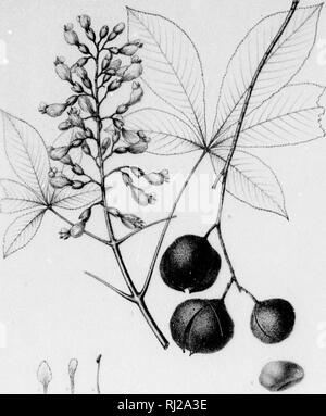 . Die Silva von Nordamerika [microform]: Eine Beschreibung der Baum, natürlich in Nordamerika exklusive von Mexiko wächst. Bäume; Bäume; Arbres; Arbres. . Bitte beachten Sie, dass diese Bilder sind von der gescannten Seite Bilder, die digital für die Lesbarkeit verbessert haben mögen - Färbung und Aussehen dieser Abbildungen können nicht perfekt dem Original ähneln. extrahiert. Sargent, Charles Sprague, 1841-1897; Faxon, Charles Edward, 1846-1918. Boston; New York: Houghton Mifflin, Stockfoto