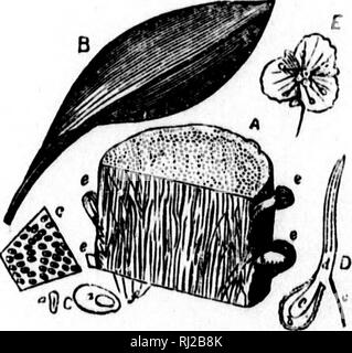 . Eine botanische Hinweis-Buch für den Einsatz von Studenten des praktischen Botanik [microform]. Botanik; Pflanzen; Botanique; Plantes. Pitr. 8.. Abb. 9.. Bitte beachten Sie, dass diese Bilder sind von der gescannten Seite Bilder, die digital für die Lesbarkeit verbessert haben mögen - Färbung und Aussehen dieser Abbildungen können nicht perfekt dem Original ähneln. extrahiert. Kaufmann, W. (Franz Walter), 1855-1937. Toronto: Copp, Clark Stockfoto