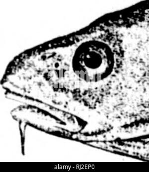 . Die Fische aus Nord- und Mittelamerika [microform]: Ein beschreibender Katalog der Fischarten - wie Wirbeltiere in den Gewässern der Nordamerika gefunden, nördlich des Isthmus von Panama. Fische, Fische, Poissons; Poissons. . Bitte beachten Sie, dass diese Bilder sind von der gescannten Seite Bilder, die digital für die Lesbarkeit verbessert haben mögen - Färbung und Aussehen dieser Abbildungen können nicht perfekt dem Original ähneln. extrahiert. Jordan, David Starr, 1851-1931; Evermann, Barton Warren, 1853-1932. Washington: G. S. O. Stockfoto