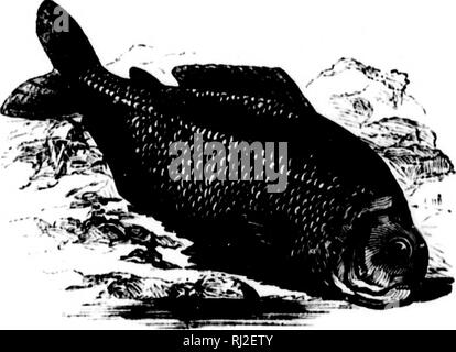. Wanderungen in Südamerika, im Nordwesten der Vereinigten Staaten und den Antillen in den Jahren 1812, 1816, 1820 &Amp; 1824 [microform]: mit original Anleitung für die perfekte Erhaltung der Vögel, etc. bei Schränken der Naturgeschichte. Zoologie; Zoologie. Begründung INDEX. 455!. B. Brown zurück in das Wasser in diesem verletzten Zustand, sie im wurden sofort auf gesetzt und durch ihre Gefährten verschlungen. Selbst als man beinf]^in auf der Linie gezogen, seine Kameraden, zu sehen, dass er in Schwierigkeiten war, griffen sie auf einmal. Eines Tages, wenn das Boot, war, einige Steine geschleppt, einige der Männer Stockfoto
