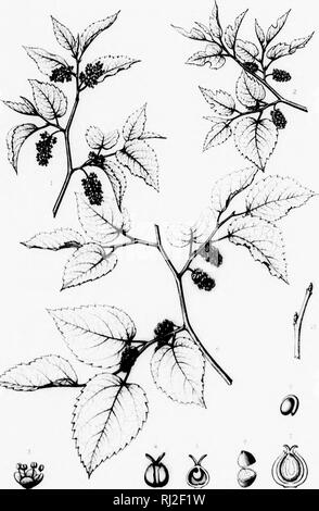 . Die Silva von Nordamerika [microform]: Eine Beschreibung der Baum, natürlich in Nordamerika exklusive von Mexiko wächst. Bäume; Bäume; Dicotyledons; Arbres; Arbres; Dicotylédones. Silva, der Norden kmtrKSi IVb C 'l'-/:/.!. ^^^^ ©). Bitte beachten Sie, dass diese Bilder sind von der gescannten Seite Bilder, die digital für die Lesbarkeit verbessert haben mögen - Färbung und Aussehen dieser Abbildungen können nicht perfekt dem Original ähneln. extrahiert. Sargent, Charles Sprague, 1841-1897; Faxon, Charles Edward, 1846-1918. Boston; New York: Houghton Mifflin, Stockfoto