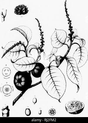. Die Silva von Nordamerika [microform]: Eine Beschreibung der Baum, natürlich in Nordamerika exklusive von Mexiko wächst. Bäume; Bäume; Dicotyledons; Arbres; Arbres; Dicotylédones. Silva von North Ampir-a. Bitte beachten Sie, dass diese Bilder sind von der gescannten Seite Bilder, die digital für die Lesbarkeit verbessert haben mögen - Färbung und Aussehen dieser Abbildungen können nicht perfekt dem Original ähneln. extrahiert. Sargent, Charles Sprague, 1841-1897; Faxon, Charles Edward, 1846-1918. Boston; New York: Houghton Mifflin, Stockfoto