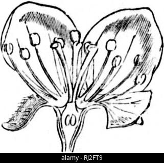 . Eine botanische Hinweis-Buch für den Einsatz von Studenten des praktischen Botanik [microform]. Botanik; Pflanzen; Botanique; Plantes. Fifc '99. Fi''. 100.. Bitte beachten Sie, dass diese Bilder sind von der gescannten Seite Bilder, die digital für die Lesbarkeit verbessert haben mögen - Färbung und Aussehen dieser Abbildungen können nicht perfekt dem Original ähneln. extrahiert. Kaufmann, W. (Franz Walter), 1855-1937. Toronto: Copp, Clark Stockfoto