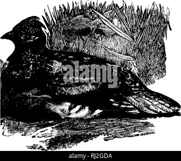 . Angeln und Schießen entlang der Linien von der Canadian Pacific Railway, in den Provinzen Ontario, Quebec, British Columbia, der maritimen Provinzen, die Wiesen und Berge der westlichen Kanada und im Bundesstaat Maine [microform]. Angeln; Jagd; Pêche sportive; Chasse. Ich habe den RIDEAU LAKES. Ein paar Meilen nördlich des Flusses St. Lawrence, in Ontario und leicht von Kingston, Brociiville erreicht, und Smith fällt, sind ein paar große, Insel - gepunktete Seen mit kristallklarem Wasser, die eine unübertroffene Resort für die leidenschaftliche Sportler. Diese sind die Win-einige Rideau Seen, liy die Konstr Stockfoto