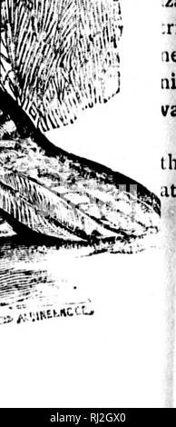 . Angeln und Schießen entlang der Linie der Canadian Pacific Railway, in den Provinzen Ontario, Quebec, British Columbia, der maritimen Provinzen, und die Wiesen und Berge der westlichen Kanada [microform]. Angeln; Jagd; Pêche sportive; Chasse. Till. RIDKAI '1 Ki: s1 ft illici al Ottawa, Smiths Falls oder Kingston, und eine Kreuzfahrt von seiner gesamten en.^ Lli 1 h' Kanu gefunden Ho durchaus angenehm. Shuukl; ity l) e als starling Punkt ausgewählt, Touristen aus Osten oder Westen arc Itest lOnveyed dahin, die durch die Linie Dampfern, die Lage bis auf tlie St.^ wrence und unten und Lake Ontario Stockfoto