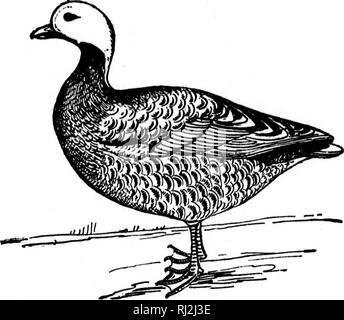 . Nester und Eier der nordamerikanische Vögel [microform]. Ornithologie; Vögel; Ornithologie; Oiseaux. 102 NB 8 TS und EQOS von flnement. In Großbritannien ist es ein Winter visitant. Während tlie Migrationen wird es gesagt, in großer Zahl an der Küste von Norwegen, und in diesen Jahreszeiten heißt es in Holland, Frankreich und Deutschland in der Fülle zu finden. Es ist sagte während der Brutzeit im nördlichen Sibirien auftreten. Die Ufer der Weißen Meer im Osten sollen die großen Brutplätze werden dieses Vogels.* Die Eier sind gräulich-weiß und Messen 3.71 x 2.38. 176. Kaiser Gans. Phllactv camt^ ic Stockfoto