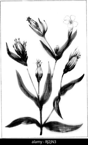 . Wilde Blumen von Kanada [microform]. Wilde Blumen; Blüten; Botanik; Fleurs sauvages; Fleurs; Botanique. 11. Bitte beachten Sie, dass diese Bilder sind von der gescannten Seite Bilder, die digital für die Lesbarkeit verbessert haben mögen - Färbung und Aussehen dieser Abbildungen können nicht perfekt dem Original ähneln. extrahiert. Iles, George, 1852-1942. Montreal: Montreal Stern Stockfoto