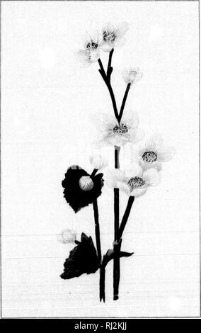 . Wilde Blumen von Kanada [microform]. Wilde Blumen; Blüten; Botanik; Fleurs sauvages; Fleurs; Botanique. . Bitte beachten Sie, dass diese Bilder sind von der gescannten Seite Bilder, die digital für die Lesbarkeit verbessert haben mögen - Färbung und Aussehen dieser Abbildungen können nicht perfekt dem Original ähneln. extrahiert. Iles, George, 1852-1942. Montreal: Montreal Stern Stockfoto