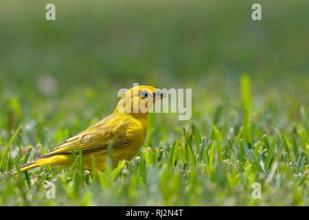 Safran Finch (Sicalis flaveola) auf der Suche nach seiner Nahrung auf dem Rasen Stockfoto