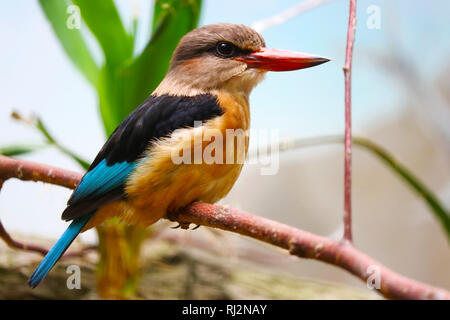 Braun - hooded Kingfisher (Halcyon albiventris) hocken auf einem Zweig Stockfoto