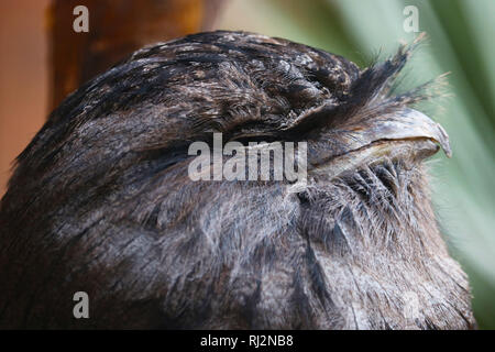 Kopf einer verschlafenen Tawny frogmouth (podargus strigoides) in der Seitenansicht Stockfoto