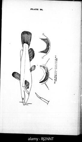 . Beiträge zu Nordamerikanischen Ichthyology [microform]: in erster Linie auf die Sammlungen der United States National Museum. Ichthyology; Fische, frisch-Wasser; Fische; Ichtyologie, Poissons d'eau Douce; Poissons. . Bitte beachten Sie, dass diese Bilder sind von der gescannten Seite Bilder, die digital für die Lesbarkeit verbessert haben mögen - Färbung und Aussehen dieser Abbildungen können nicht perfekt dem Original ähneln. extrahiert. Jordan, David Starr, 1851-1931. Washington: G. S. O. Stockfoto