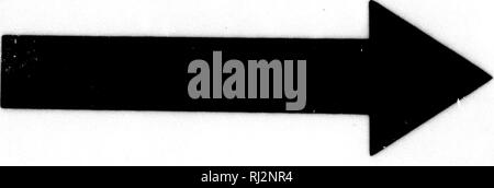 . Beiträge zu Nordamerikanischen Ichthyology [microform]: in erster Linie auf die Sammlungen der United States National Museum. Ichthyology; Fische, frisch-Wasser; Fische; Ichtyologie, Poissons d'eau Douce; Poissons. . Bitte beachten Sie, dass diese Bilder sind von der gescannten Seite Bilder, die digital für die Lesbarkeit verbessert haben mögen - Färbung und Aussehen dieser Abbildungen können nicht perfekt dem Original ähneln. extrahiert. Jordan, David Starr, 1851-1931. Washington: G. S. O. Stockfoto
