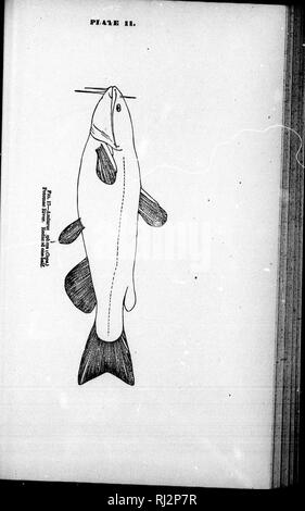 . Beiträge zu Nordamerikanischen Ichthyology [microform]: in erster Linie auf die Sammlungen der United States National Museum. Ichthyology; Fische, frisch-Wasser; Fische; Ichtyologie, Poissons d'eau Douce; Poissons. . Bitte beachten Sie, dass diese Bilder sind von der gescannten Seite Bilder, die digital für die Lesbarkeit verbessert haben mögen - Färbung und Aussehen dieser Abbildungen können nicht perfekt dem Original ähneln. extrahiert. Jordan, David Starr, 1851-1931. Washington: G. S. O. Stockfoto