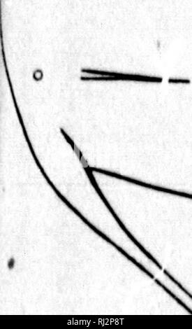 . Beiträge zu Nordamerikanischen Ichthyology [microform]: in erster Linie auf die Sammlungen der United States National Museum. Ichthyology; Fische, frisch-Wasser; Fische; Ichtyologie, Poissons d'eau Douce; Poissons. . Bitte beachten Sie, dass diese Bilder sind von der gescannten Seite Bilder, die digital für die Lesbarkeit verbessert haben mögen - Färbung und Aussehen dieser Abbildungen können nicht perfekt dem Original ähneln. extrahiert. Jordan, David Starr, 1851-1931. Washington: G. S. O. Stockfoto