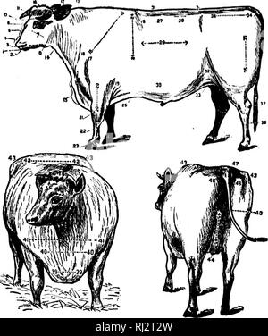 . Die praktische Landwirtschaft [microform]. Landwirtschaft Die Landwirtschaft. 128 Landwirtschaft. 12 n I.I.2. 3 - 4 - 5 - 6 7 Mund. Die nasenlöcher. Lippen. Schnauze. Â ¢ â¢" - Ace. Augen. Wangen. 8. Jaws, q. Korebead. K.. Abstimmung. Es. Hörner. 12. Ohren. 13. Hals n. Hals. Ich&lt;;;;;;;; D'wlap. 16. Schultern. Abb. 70. âThe externe Teile einer Rindfleisch Tier. 17. Schulter, Id. Schulter Vene. 19. Ellbogen. 20. Arm. 21. Knie. 22. Shanks. 23. Hufen. 24. Kulturpflanzen. 25. Fore flankieren. 26. Kore Rippen. 27. Mitte der Rippen. 28. Behindern Rippen. 29. Barrel. 30. Helly. 31. Wirbelsäule. 32. Flanke. 33. Platten. 34. Sterze. 35. Hüften. 36. Oberschenkel. 37. Sprunggelenke. 38. Hinterbein. Stockfoto