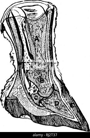 . Die praktische Landwirtschaft [microform]. Landwirtschaft Die Landwirtschaft. Pferde. 125 Auf den Huf ist von Natur gebildet, das Wasser aus der feuchten Boden zu halten, und den Huf vor dem Austrocknen und Brechen auf trockenem Boden zu bleiben. Sollte der Schmied rasp aus dieser Lack ist der natürliche Schutz des Hufes Klang zu halten? Große Sorge muß in Beschlag junge Pferde, während ihre Hufe größer sind, eingenommen werden. Auf sod, Rasen, oder Schmutz, wäre es nicht notwendig sein, für ein Pferd beschlagen zu sein, wie der Huf hart ist, und von der Natur zu laufen über die natürliche Erde und Gras gebildet. Aber wir führen die Pferde zu Arbeiten auf der Sto Stockfoto
