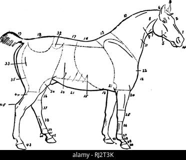 . Die praktische Landwirtschaft [microform]. Landwirtschaft Die Landwirtschaft. 124 Landwirtschaft. I]&lt; C^. Abb. 68. Die äußeren Teile des Pferdes. I.3. 3 - 4 - 5 - 6. 7 - 8. 9-lo. Ii. 12. 13 - 14. 15 - 16. 17 - 18. 19. 20. 21. 22. 23 - Gesicht. P'orehead. Ohren. Schnauze. Wange oder Geflügel. Abstimmung. Kehle. Aarotid. Hals. Crest. V. jugularis Kanal oder Furche. Hreast. Widerrist. Pack. Rippen. Umfang. Lenden. Kruppe. Dock. Flanke. Bauch. Punkt der Schulter. Winkelstück. 24. 25. 26. 27 - 28. 29. 30 - 3&gt; - 32 - 33 - 34 - 35 - 36. 37 - 38 39 - 40. 41. 42. 43-44. 45" Unterarm. Knie. Canon oder Schaft. Fesselgelenk. Vordermittelfuß. Coronet. Fuß. Mutterkorn und Fessel. Stockfoto